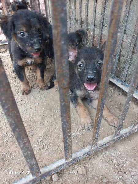 german bagyari pure puppies male urgent sale 11