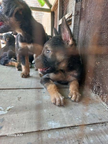 german bagyari pure puppies male urgent sale 13