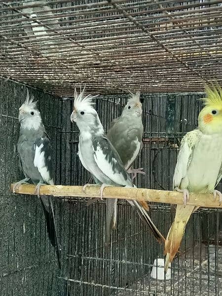 Cocktail For Sale , Breeder Pairs 100% 5