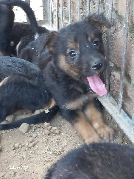 german baghyari pure male puppies available 1