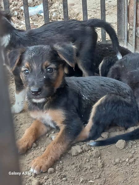 german baghyari pure male puppies available 2