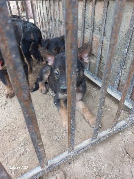 german baghyari pure male puppies available 4