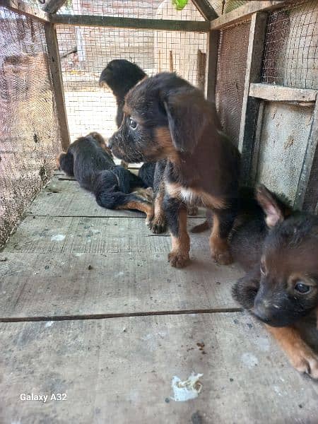 german baghyari pure male puppies available 6