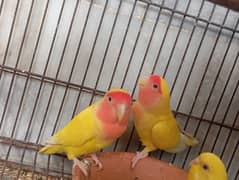 love bird common Lutino breeder pair (0327-1791181)