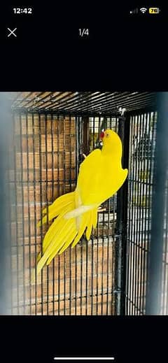 yellow ringneck female