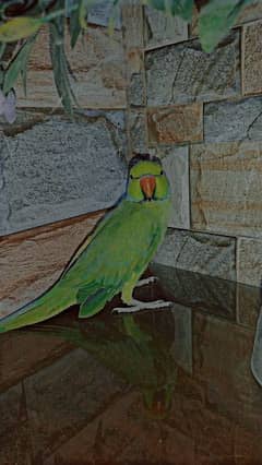 male ringneck parrot