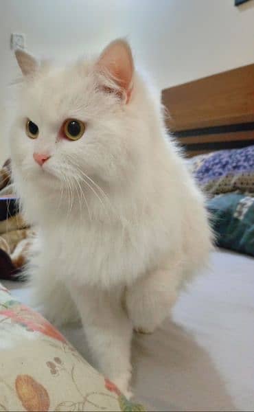 Persian Cat 1