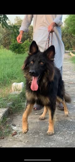 double coated german shepherd for sale