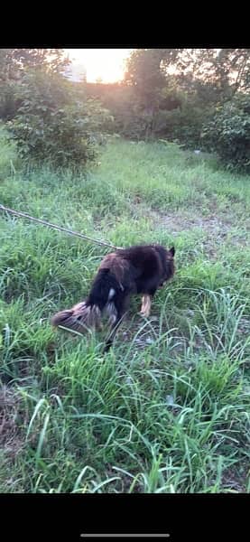 double coated german shepherd for sale 3