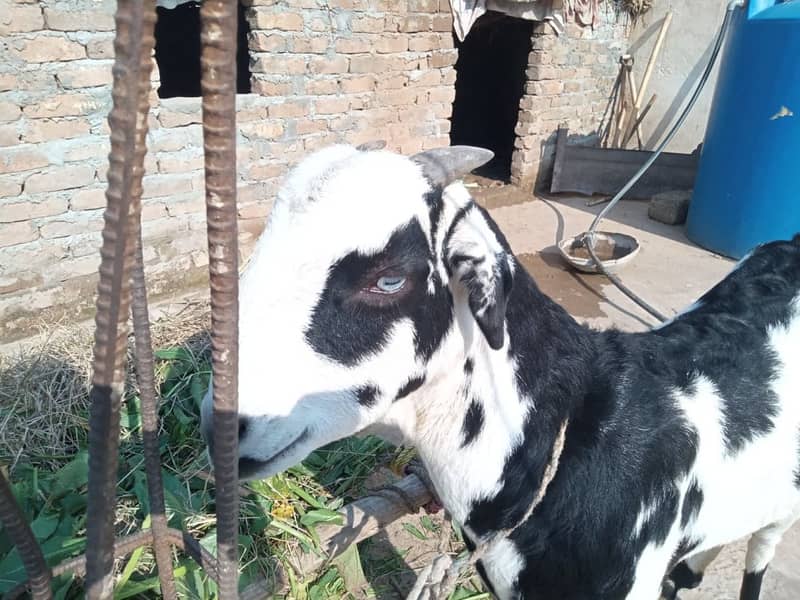 Choti Bakri | Small Goat| Bakri | She- Goat 0