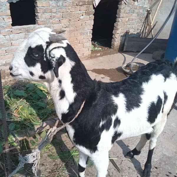 Choti Bakri | Small Goat| Bakri | She- Goat 1