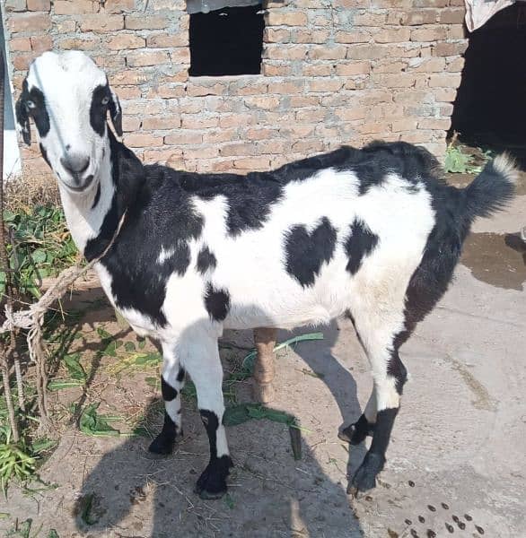 Choti Bakri | Small Goat| Bakri | She- Goat 2