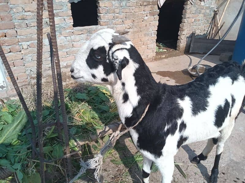 Choti Bakri | Small Goat| Bakri | She- Goat 3