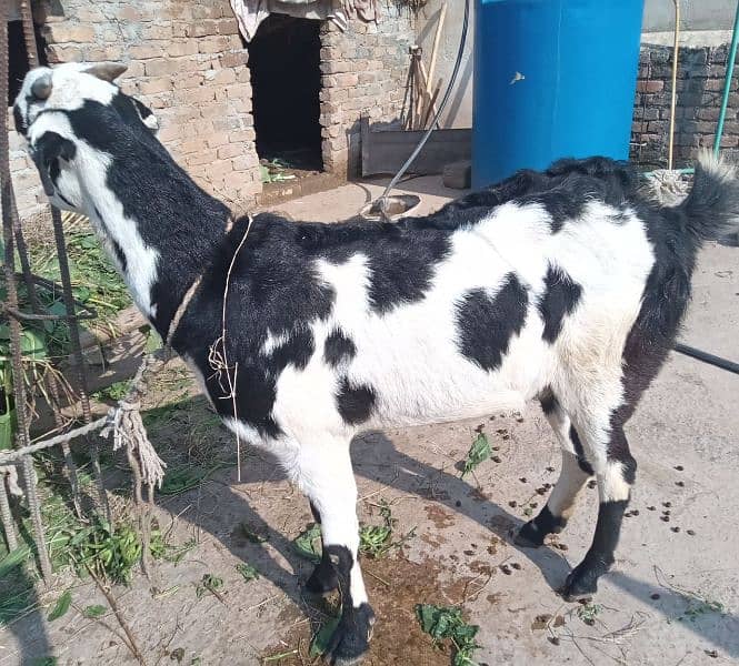 Choti Bakri | Small Goat| Bakri | She- Goat 4