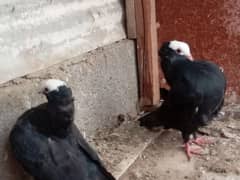 Mukhi mokhi kabootar fancy pigeon