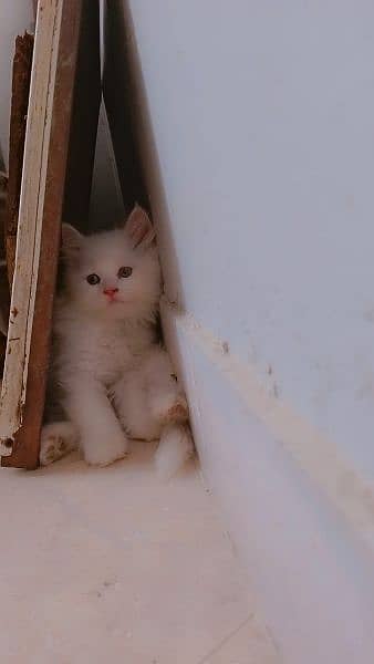 Persian Pure Top Quality Kitten For Urgent Sell 2