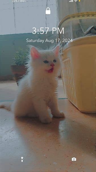 Persian Pure Top Quality Kitten For Urgent Sell 5