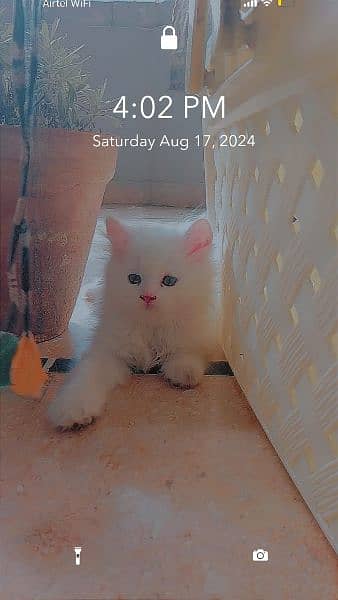 Persian Pure Top Quality Kitten For Urgent Sell 6