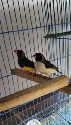 Gouldian breeder pair for sale