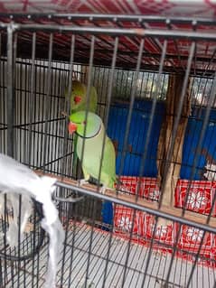 green Ringneck breed pair