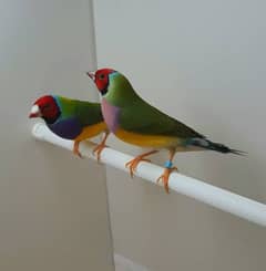 Gouldian Finch Pair