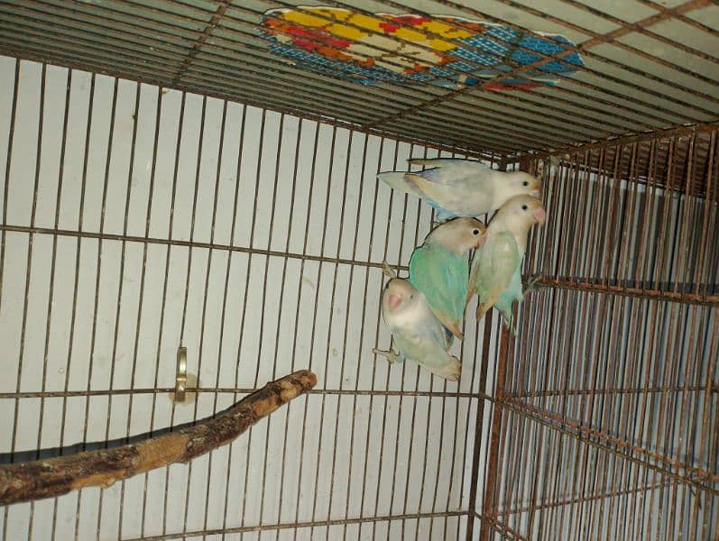 Blue Pistal Black eye split hay red eye kiye 2