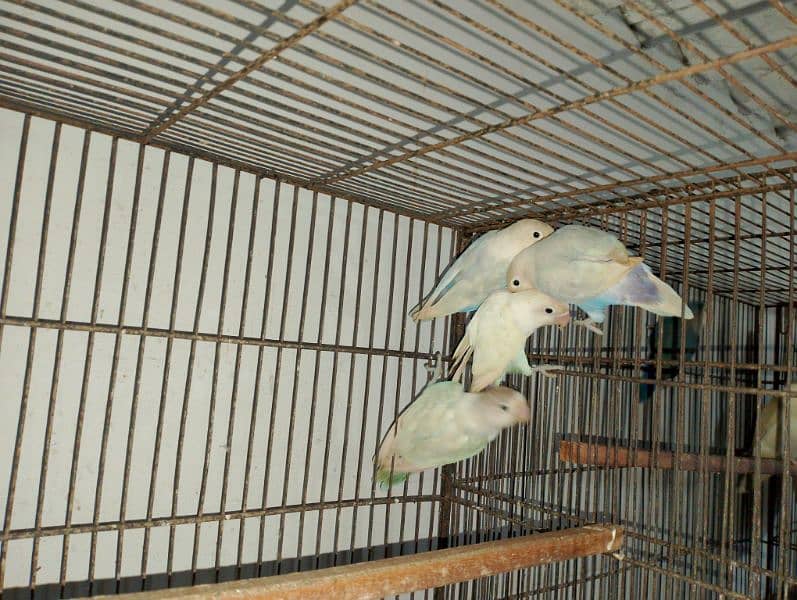 Blue Pistal Black eye split hay red eye kiye 4