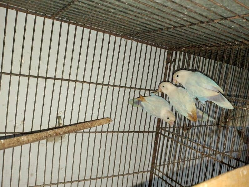 Blue Pistal Black eye split hay red eye kiye 6