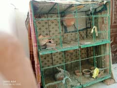 birds cage for sale