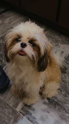 Shihtzu