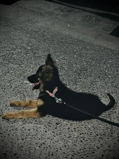 german shepherd