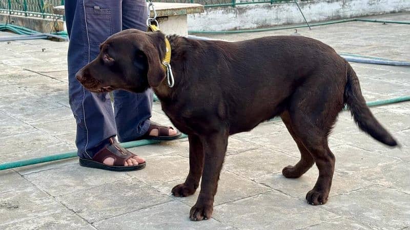 chocolate Labrador / Puppy for sale / Labra / Lab / puppies / Labrador 3