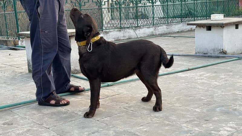 chocolate Labrador / Puppy for sale / Labra / Lab / puppies / Labrador 4