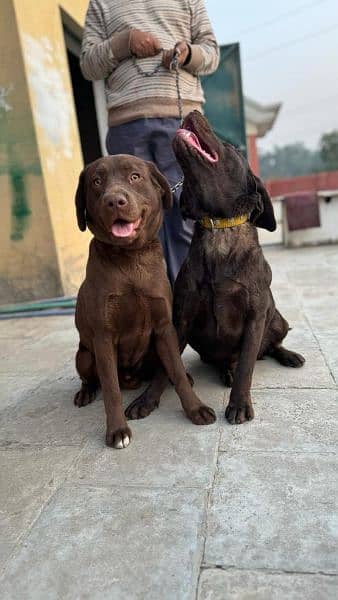 chocolate Labrador / Puppy for sale / Labra / Lab / puppies / Labrador 10