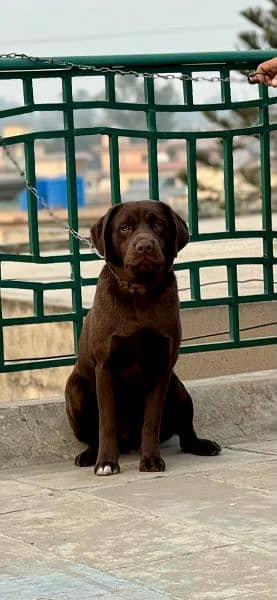 chocolate Labrador / Puppy for sale / Labra / Lab / puppies / Labrador 13