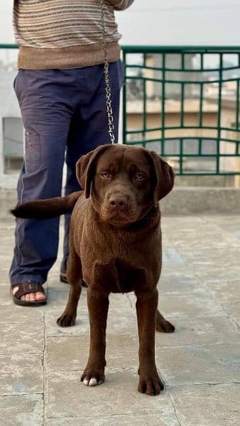 chocolate Labrador / Puppy for sale / Labra / Lab / puppies / Labrador 15