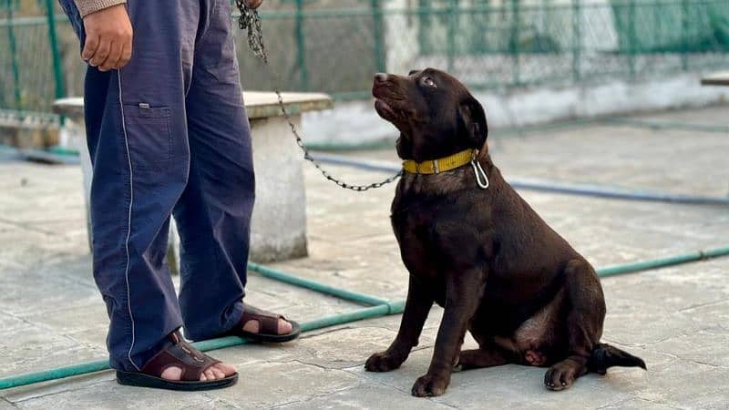 chocolate Labrador / Puppy for sale / Labra / Lab / puppies / Labrador 16