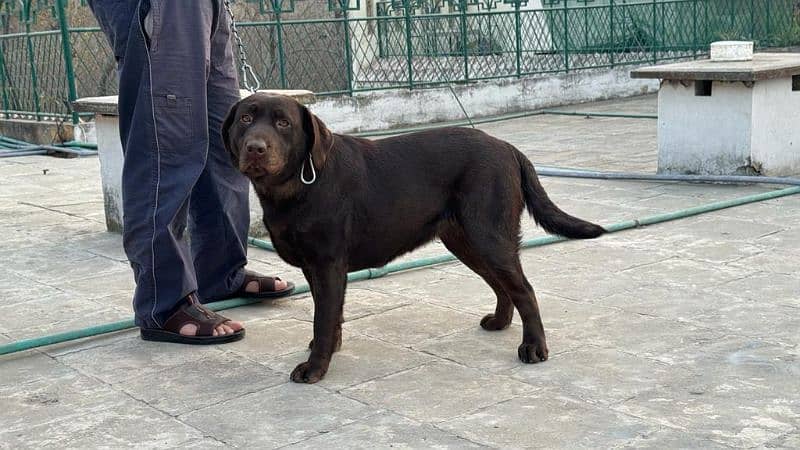 chocolate Labrador / Puppy for sale / Labra / Lab / puppies / Labrador 17