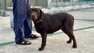 chocolate Labrador / Puppy for sale / Labra / Lab / puppies / Labrador