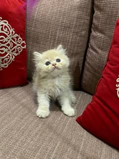 Persian 2 male and 4 female kittens