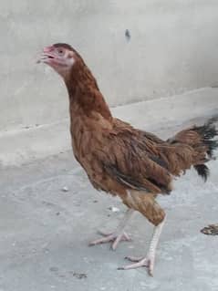 Aseel hen for sale