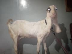 bakri