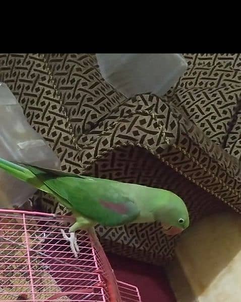 hand tame parrot 1