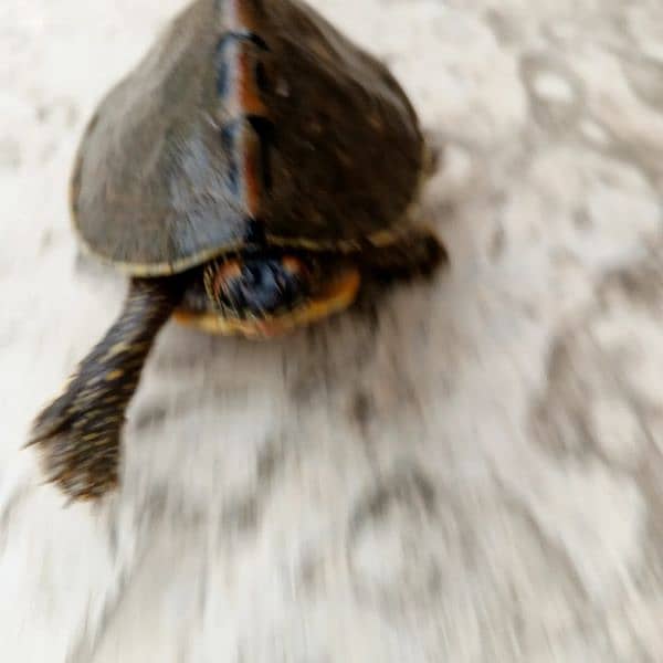 Turtle 1