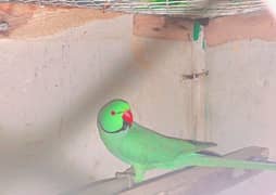 Ringneck pair and raw baby self and Ringneck male