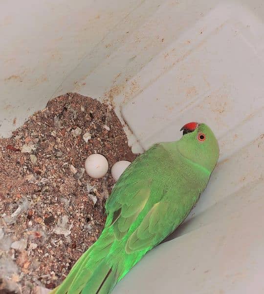 Ringneck pair and raw baby self and Ringneck male 2