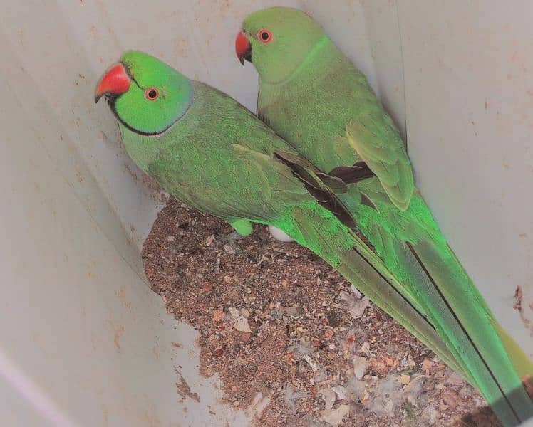 Ringneck pair and raw baby self and Ringneck male 3