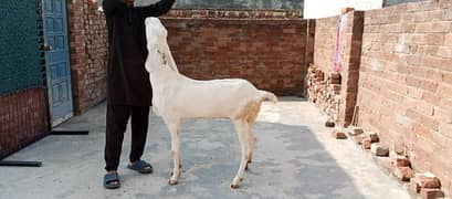 Ranjan pori and Desi Bakri for sale