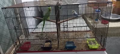 love bird with Cage