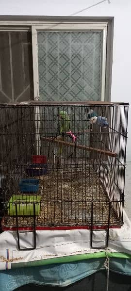 love bird with Cage 1